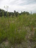 Agrostis gigantea