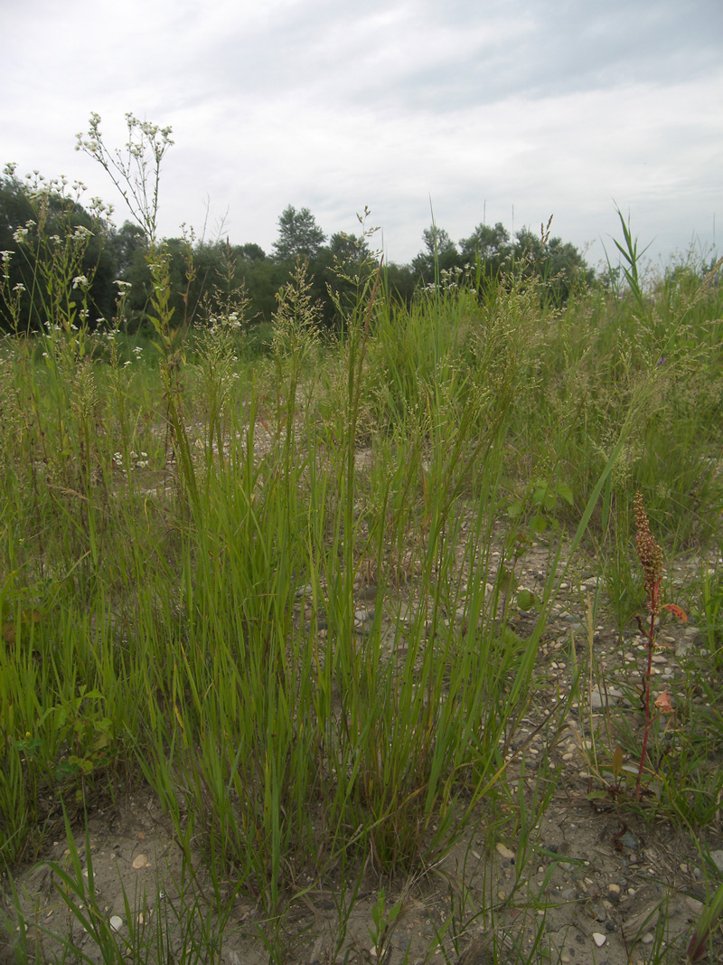 Изображение особи Agrostis gigantea.