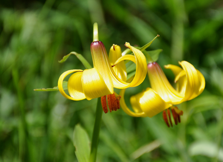 Изображение особи Lilium kesselringianum.