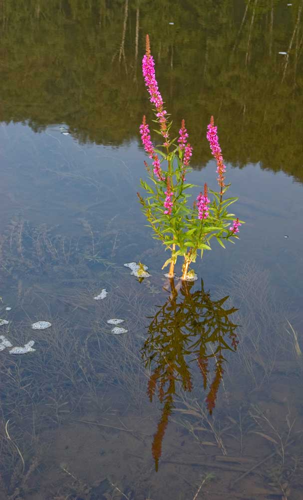 Изображение особи Lythrum salicaria.