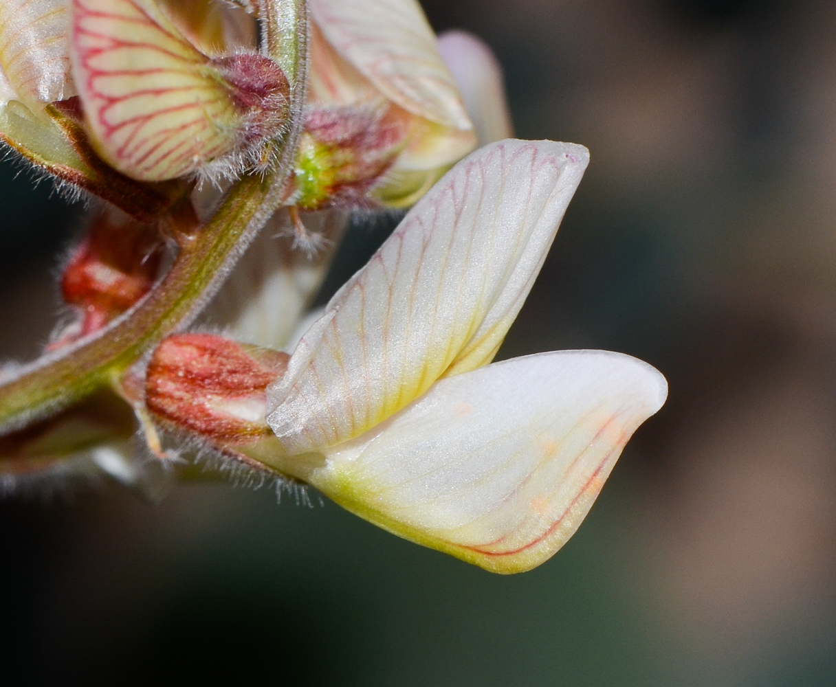 Изображение особи Onobrychis ptolemaica.