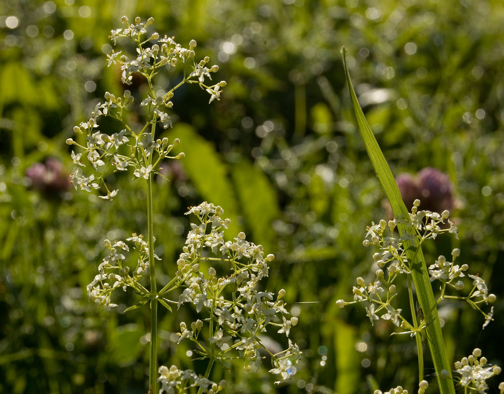 Изображение особи Galium uliginosum.