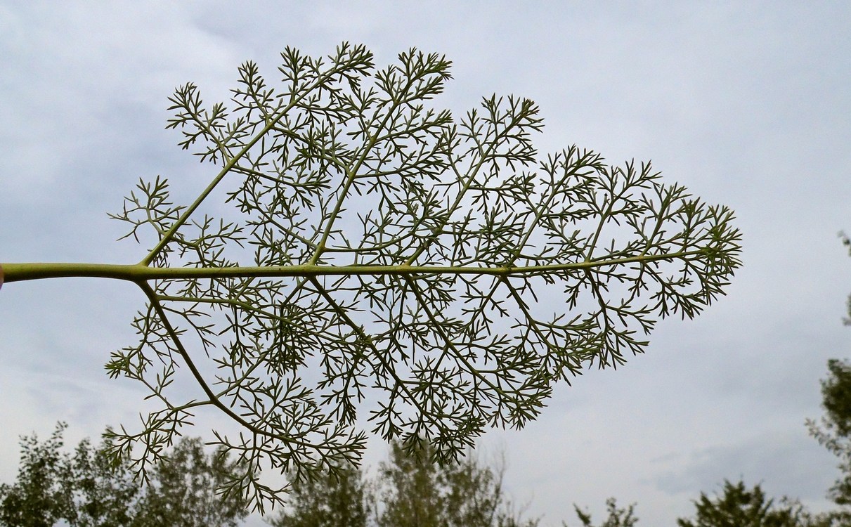 Image of Seseli arenarium specimen.