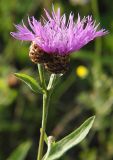 Centaurea jacea. Верхушка цветущего побега. Ленинградская обл., окр. ж.-д. ст. Кавголово. 12.07.2009.