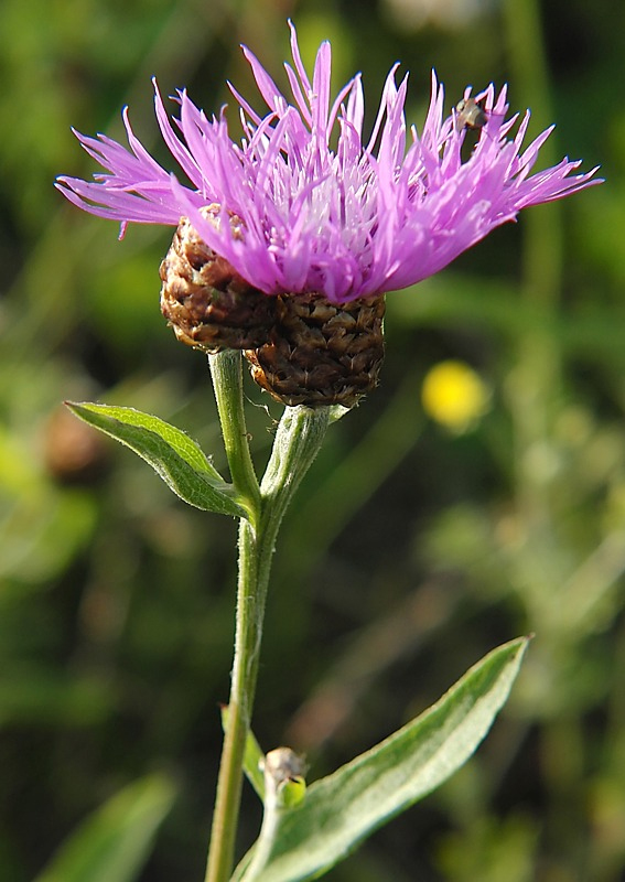 Image of Centaurea jacea specimen.