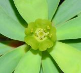 Euphorbia balsamifera. Циаций с тычиночными цветками. Испания, автономное сообщество Канарские острова, о-в Фуэртевентура, провинция Лас Пальмас, муниципалитет Ла Олива, восточные окр. пос. Эль Котильо, предгорная равнина, пояс суккулентных кустарников. 17.03.2016.