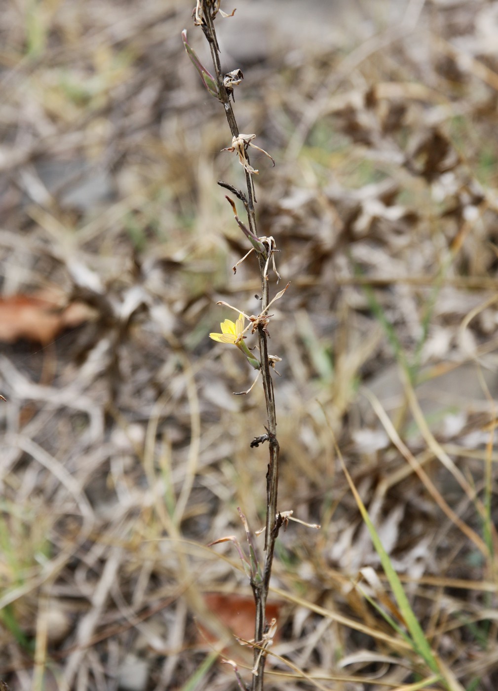 Image of Scariola viminea specimen.