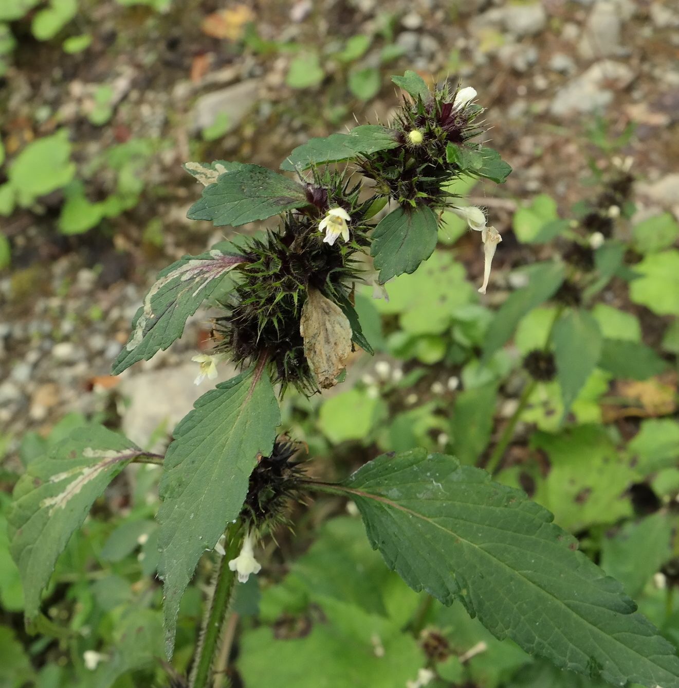 Image of Galeopsis bifida specimen.