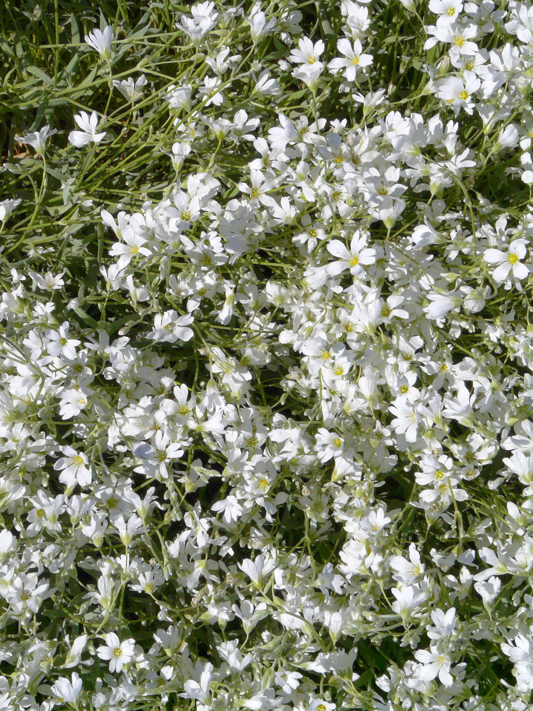 Image of Cerastium argenteum specimen.