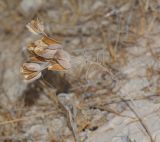 Drimia palaestina. Растение с плодами после рассеяния семян. Израиль, северный Негев, впадина в русле нахаль Шахар, лёсс, выс. 390 м н. у. м. 27.10.2016.