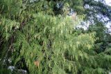 Taxodium distichum. Часть кроны взрослого дерева. Крым, пос. Партенит, имение Раевских «Карасан». 11.10.2016.