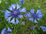 Centaurea cyanus