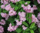 Deutzia × hybrida. Верхушки побегов с соцветиями. Республика Татарстан, г. Казань, Успенский Зилантов монастырь, в культуре. 18.06.2015.