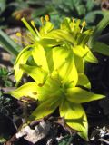 Gagea transversalis. Цветки. Крым, Севастополь, высоты Кая-Баш. 3 марта 2014 г.