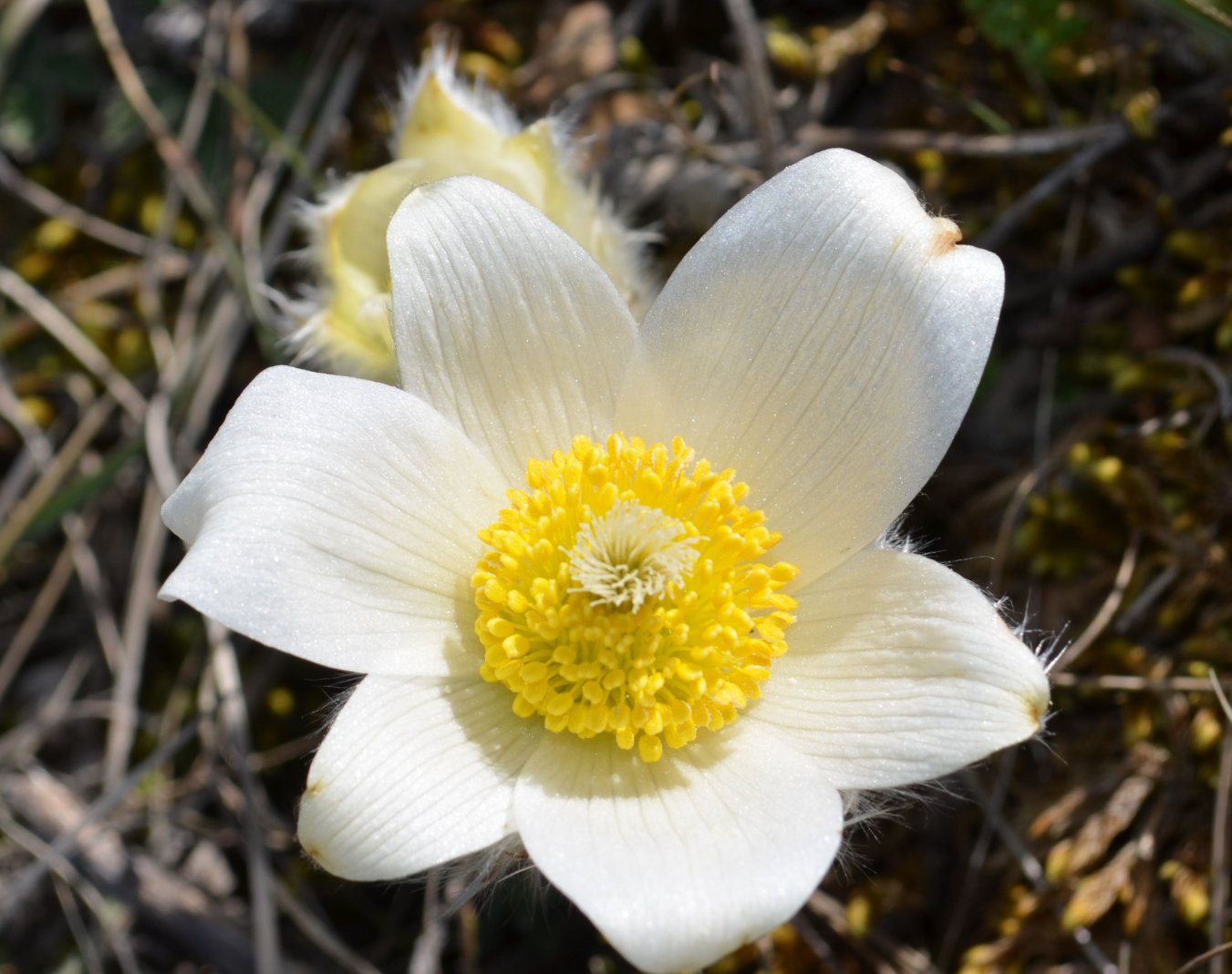 Image of Pulsatilla taurica specimen.