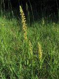 Orchis anthropophora