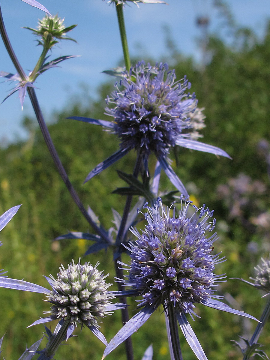 Image of Eryngium planum specimen.