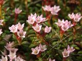 Loiseleuria procumbens. Верхушки цветущих побегов. Магаданская обл., Ольский р-н, Ольское шоссе, на приморской сопке. 05.06.2016.