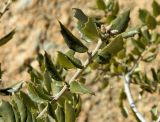 Quercus rotundifolia