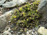 Stellaria sibirica. Цветущие растения. Магаданская обл., окр. Магадана, пос. Снежная Долина, истоки р. Дукча, Дукчинский перевал, каменистая тундра. 18.06.2011.