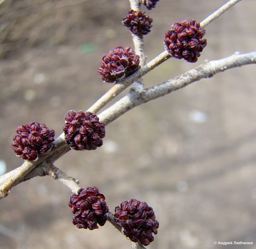 Image of Ulmus pumila specimen.