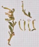 Silene villosa