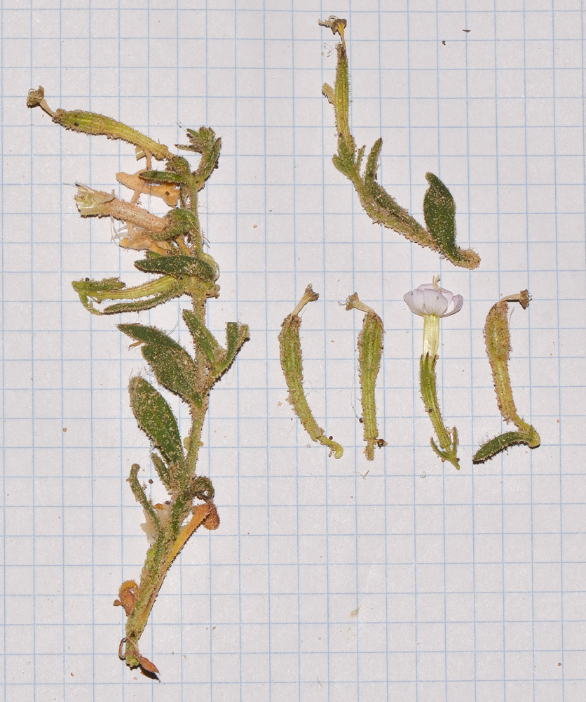 Image of Silene villosa specimen.