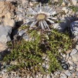 Carlina acaulis ssp. caulescens