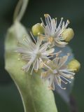 Tilia platyphyllos