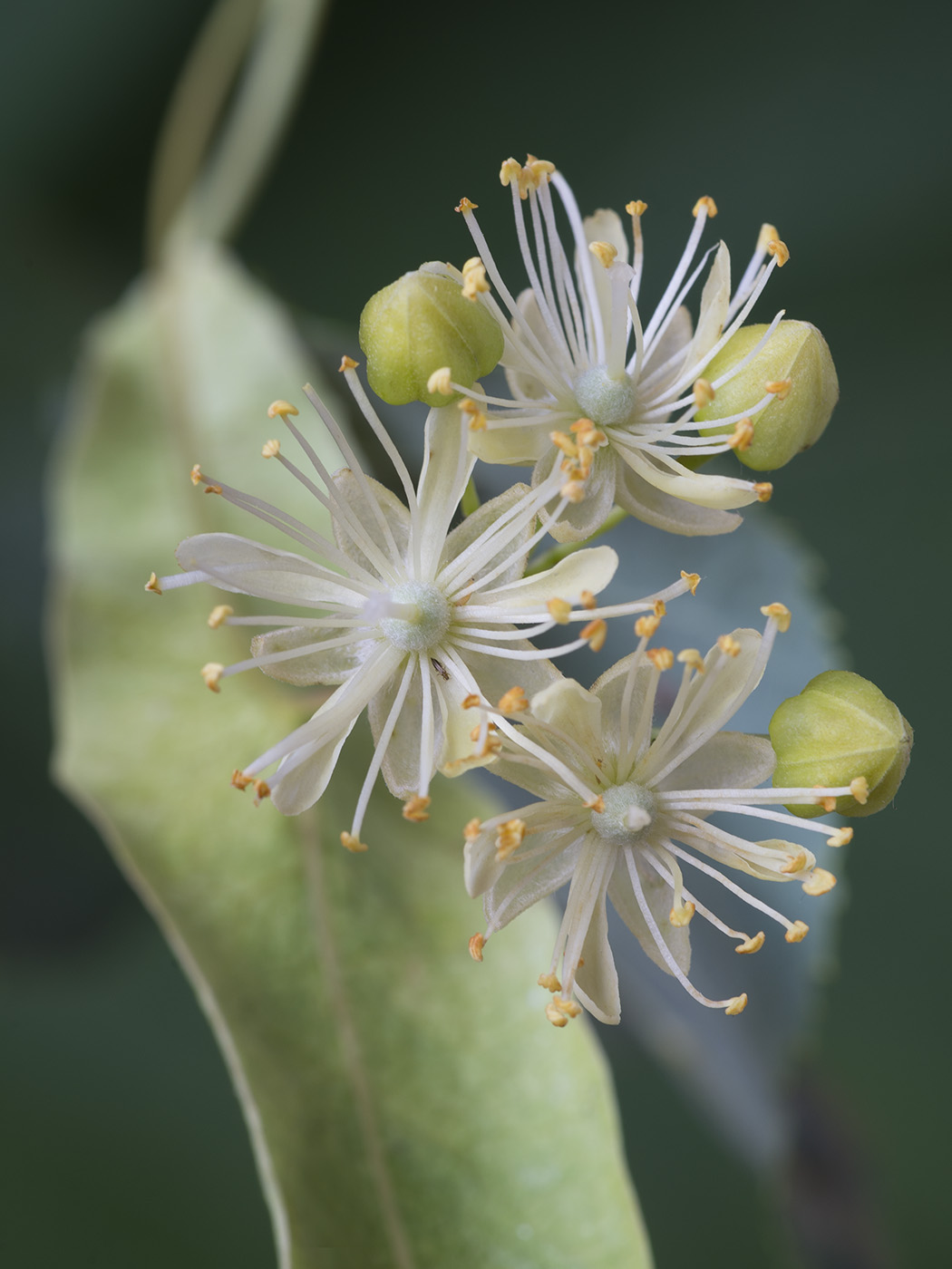 Image of Tilia platyphyllos specimen.