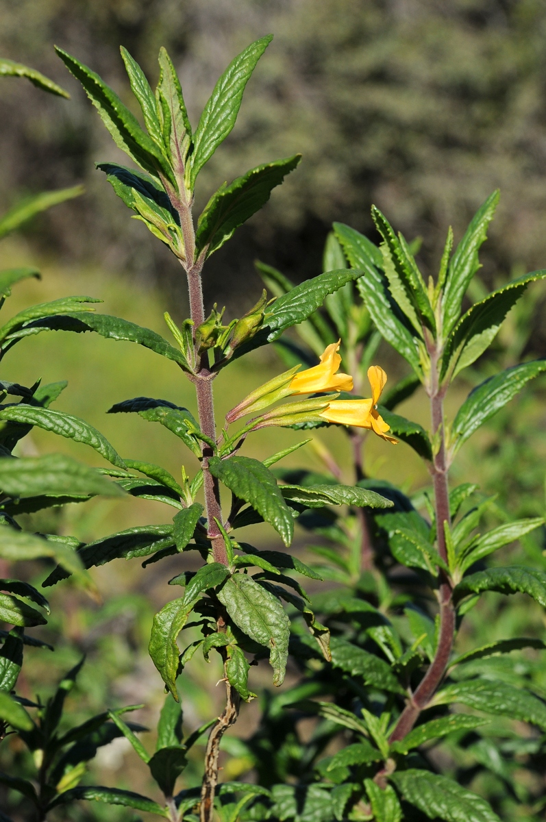 Image of Mimulus aurantiacus specimen.