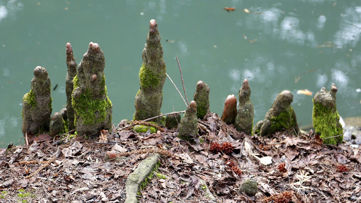 Image of genus Taxodium specimen.