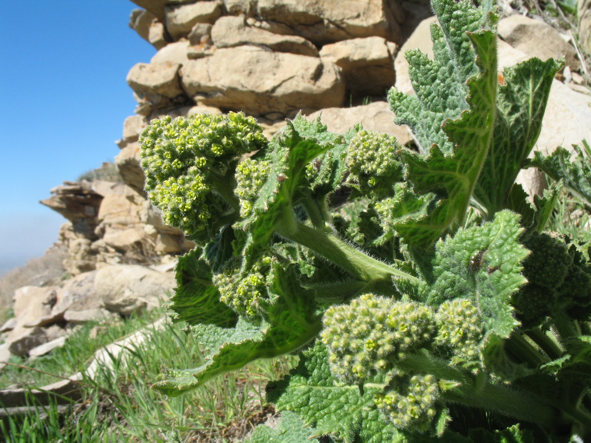 Image of Crambe kotschyana specimen.