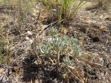 Alyssum lenense