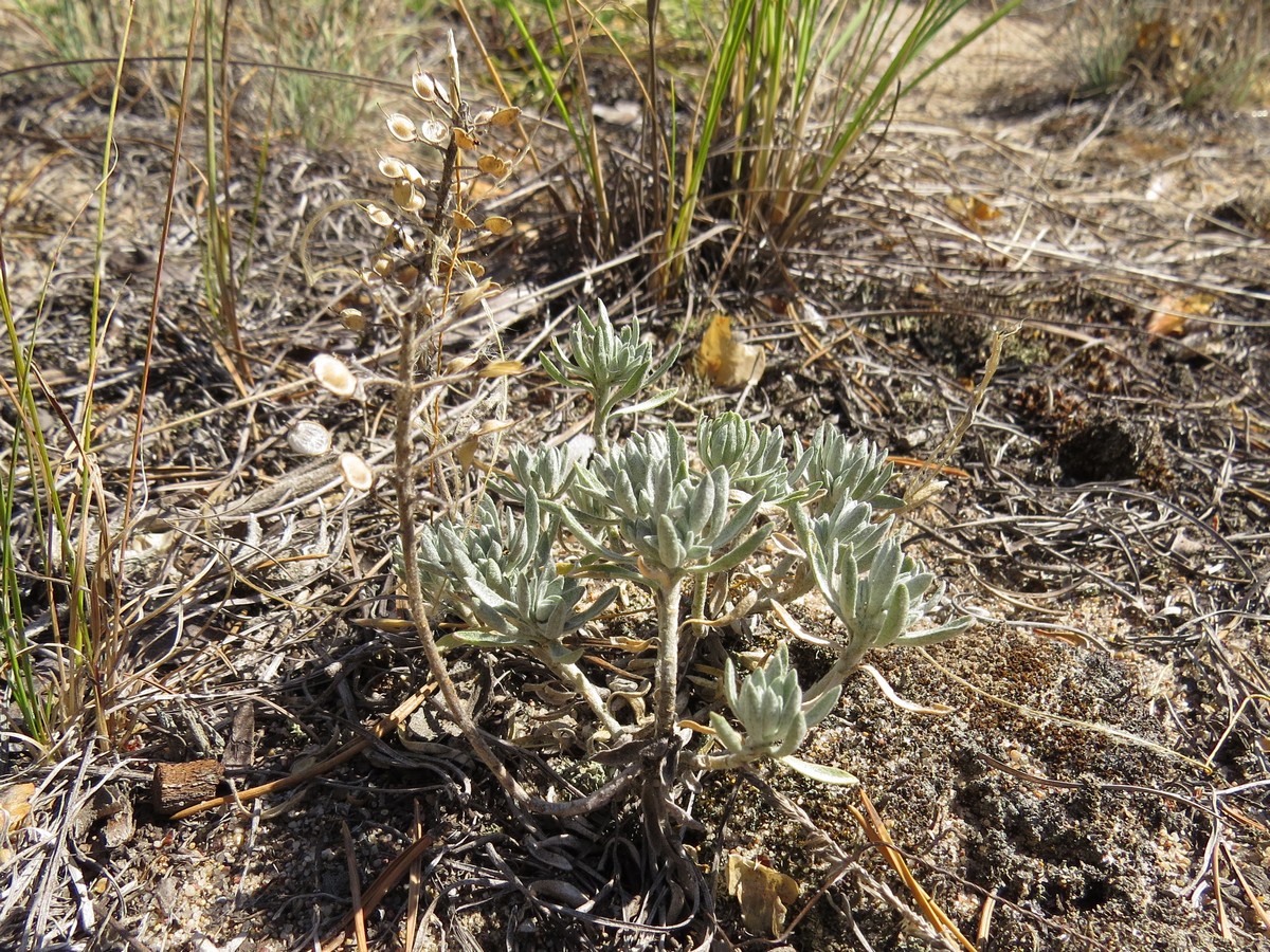 Изображение особи Alyssum lenense.