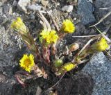 Tussilago farfara