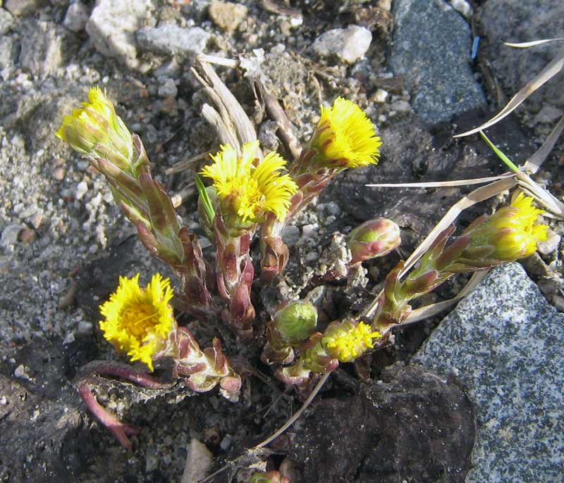 Image of Tussilago farfara specimen.