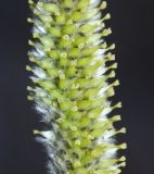 Salix siuzevii