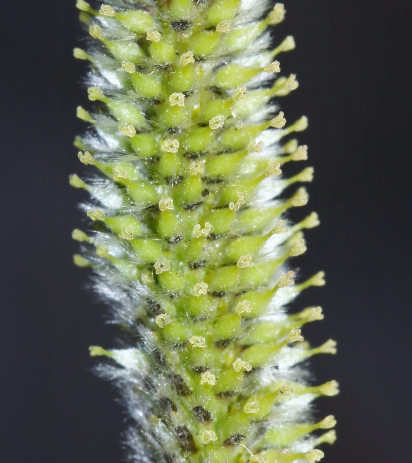 Изображение особи Salix siuzevii.