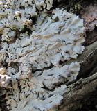 genus Physcia