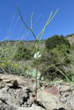 Conringia clavata