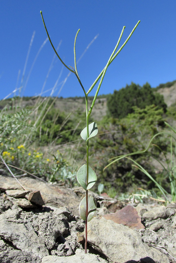 Image of Conringia clavata specimen.