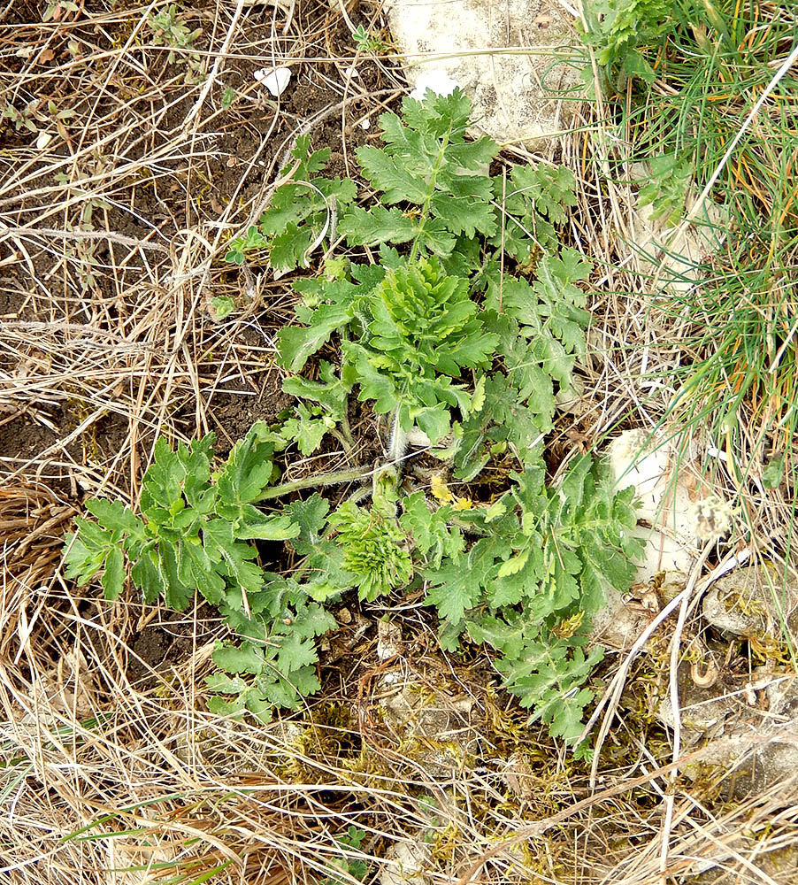Image of Pastinaca pimpinellifolia specimen.