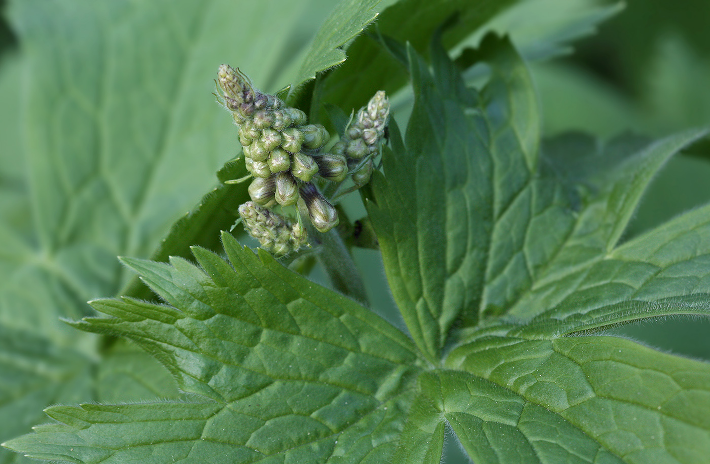 Изображение особи Aconitum septentrionale.