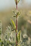 genus Potentilla. Часть побега. Ростовская обл., Неклиновский р-н, окр. хут. Мержаново, степной склон. 04.06.2017.
