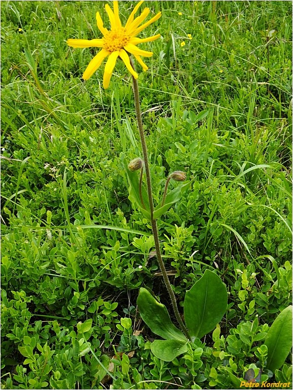 Image of Arnica montana specimen.