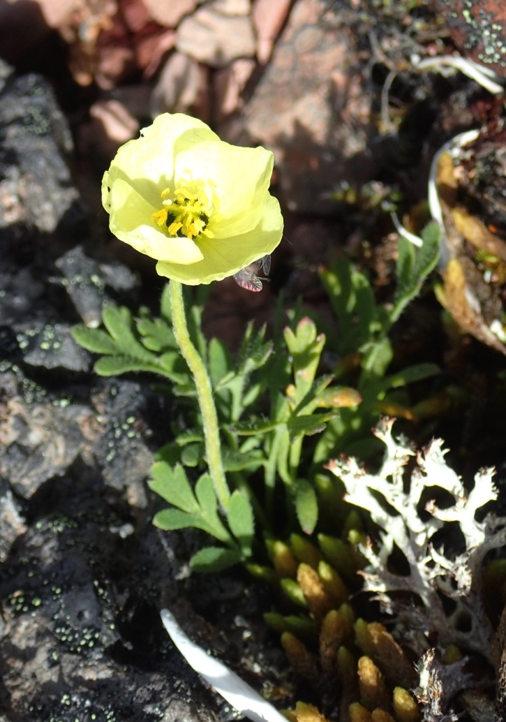 Image of Papaver anjuicum specimen.
