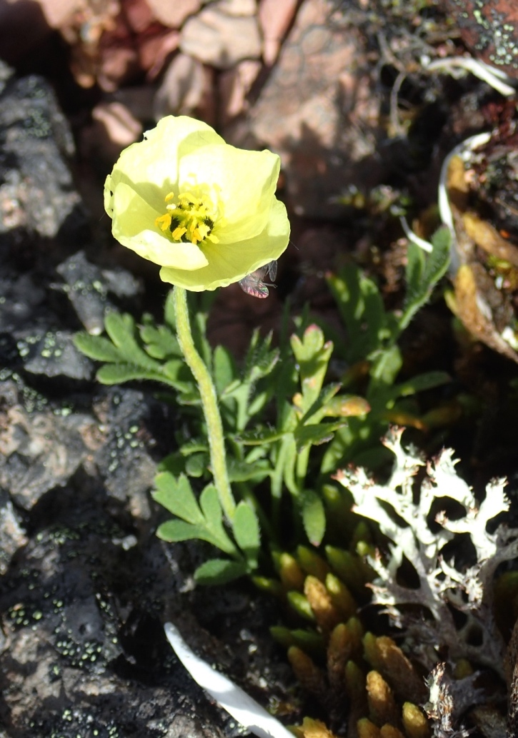 Изображение особи Papaver anjuicum.