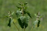 Phlomoides tuberosa