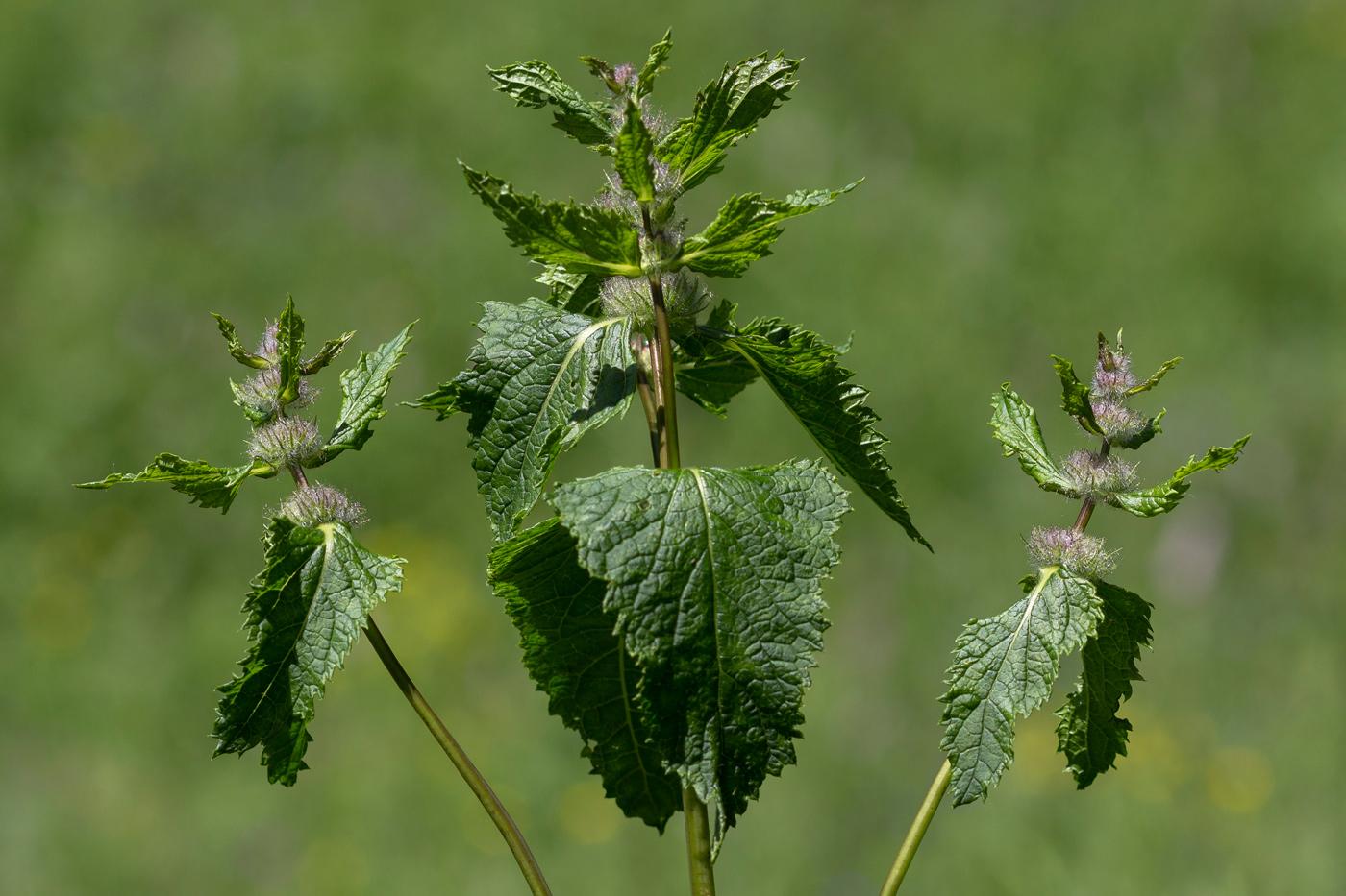 Image of Phlomoides tuberosa specimen.